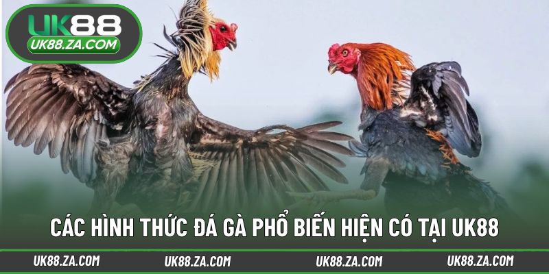 Danh sách hình thức đá gà UK88 được nhiều người quan tâm