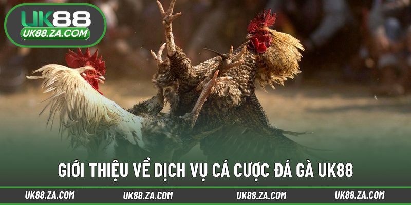 Khái quát hình thức đá gà trực tuyến hiện nay